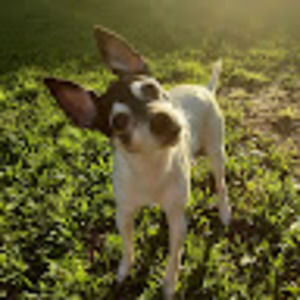 Meet your Posher, Lia